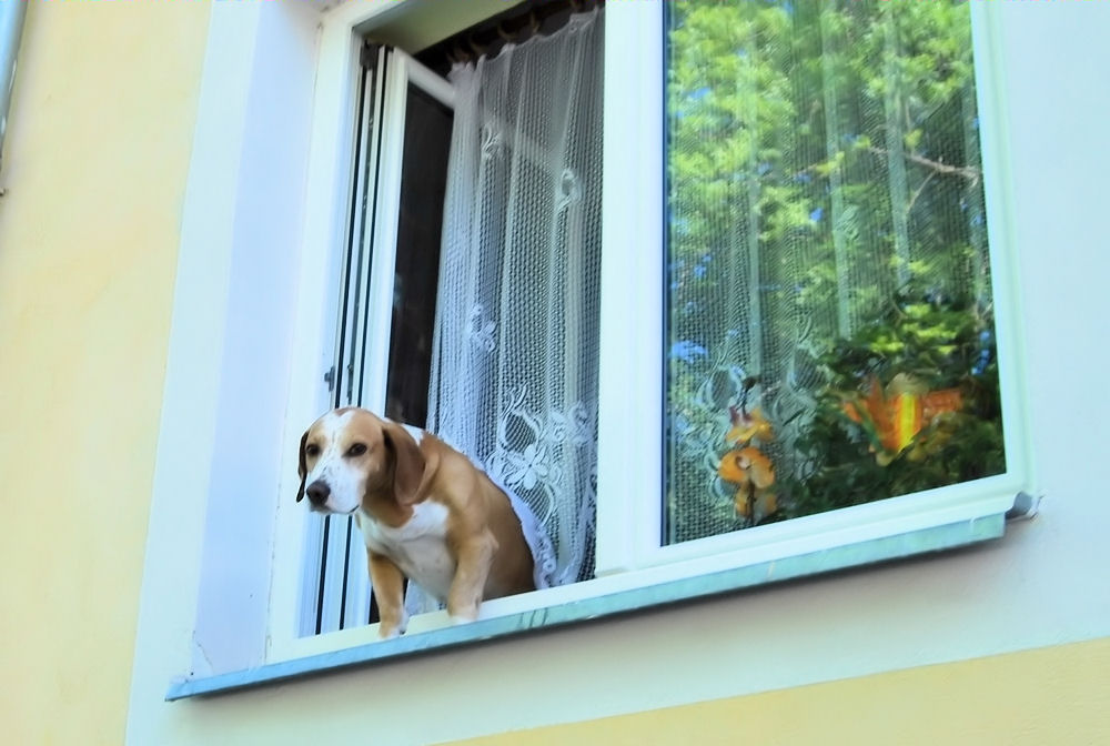 pravý šumavský pes