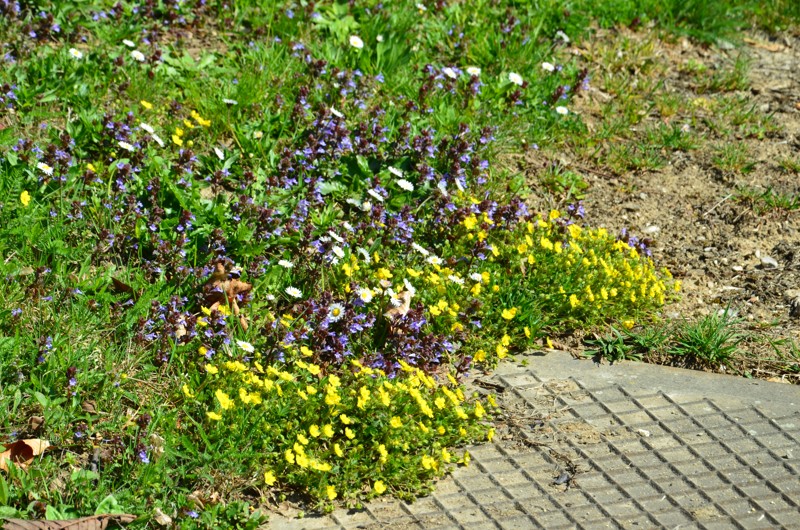DSC_2631