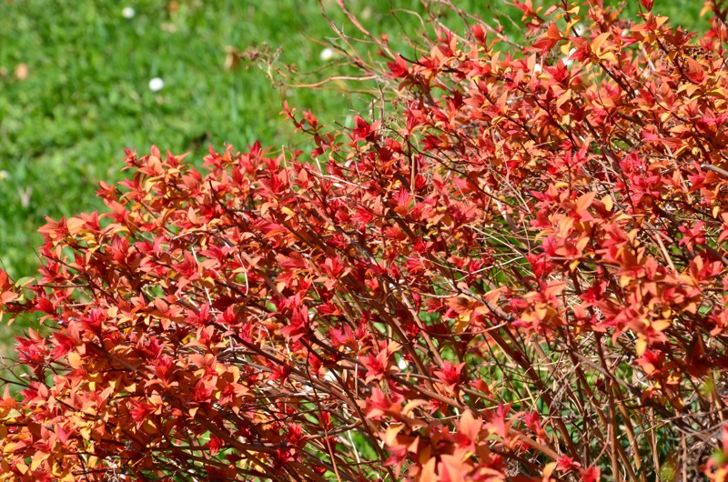 DSC_2638