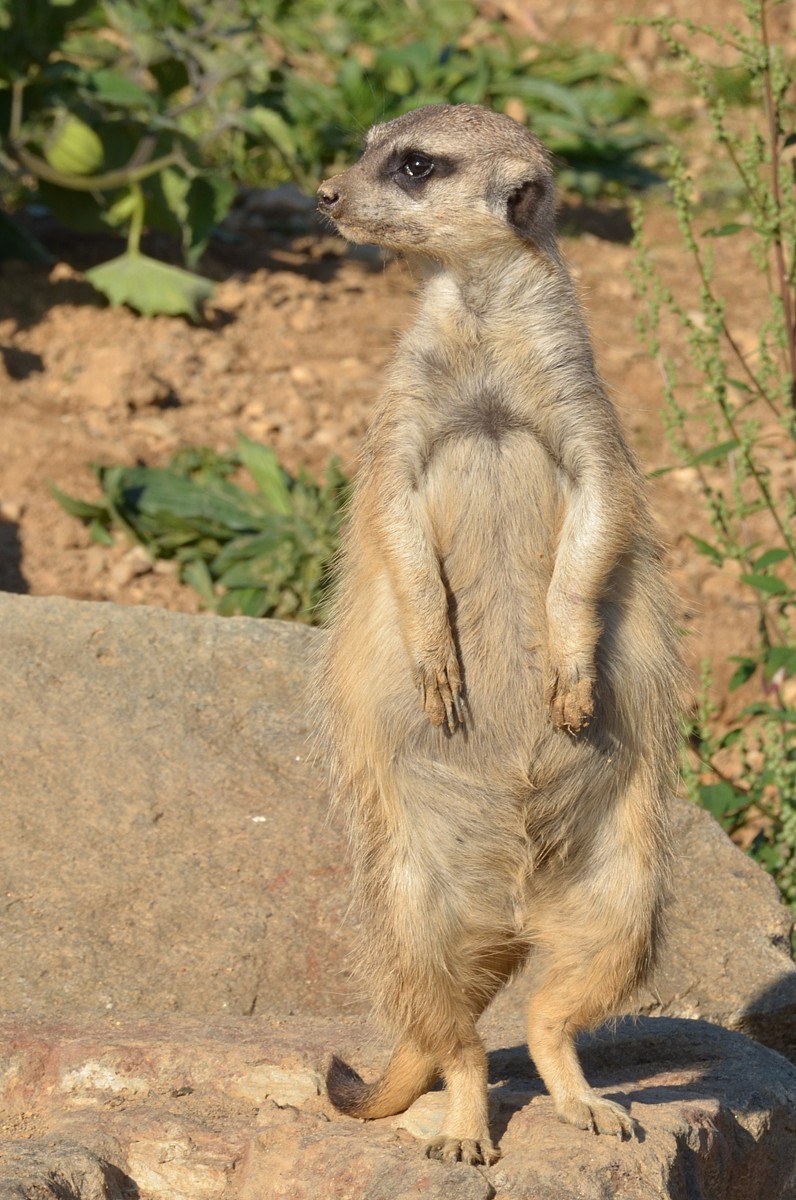 DSC_1368