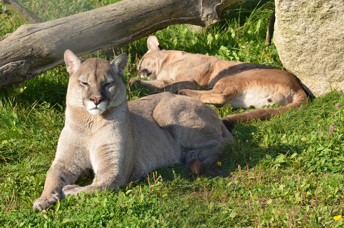 DSC_1446
