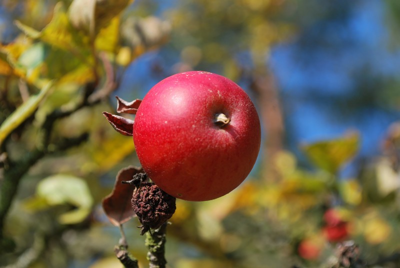 DSC_0434.JPG